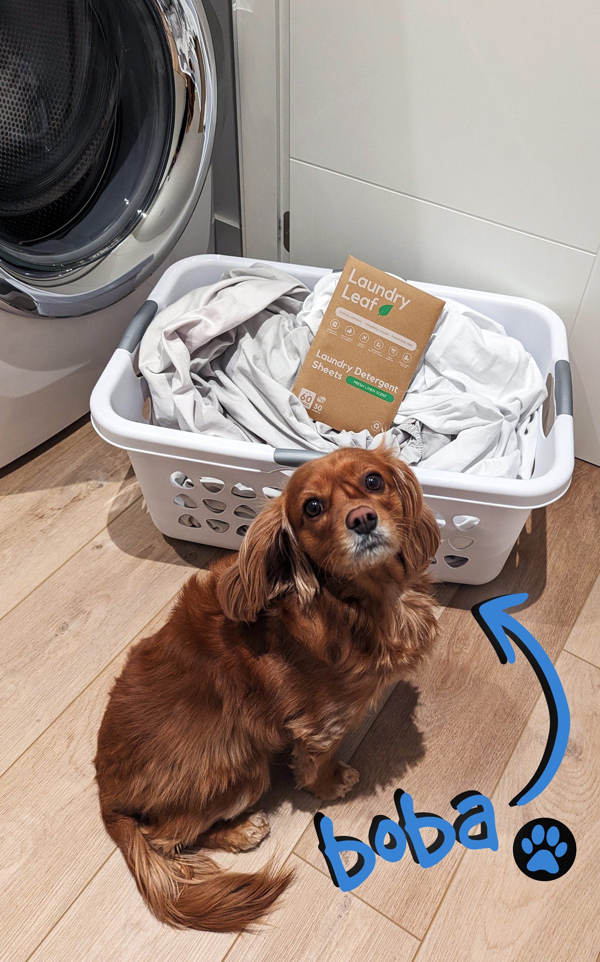 Image of a dog with the name Boba Fett in front of a laundry basket
